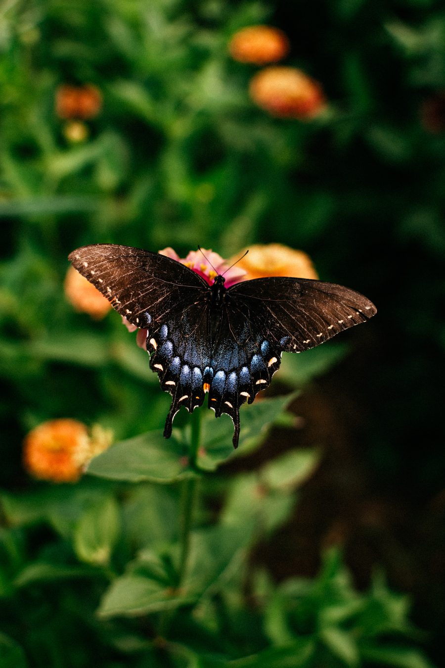 Swallowtail butterfly resting on orange zinnias