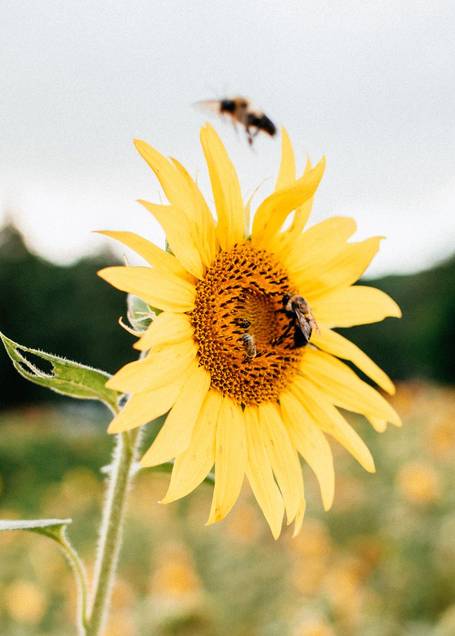 Golden sunflower with bees in a Tennessee field