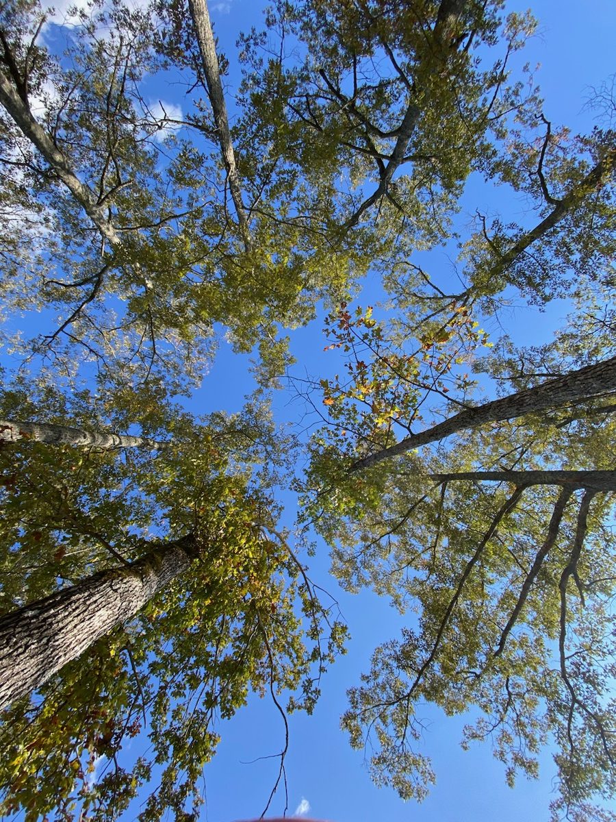 Looking up through the tree canopy into a bright blue sky